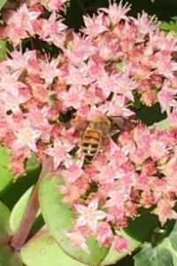 PWPL presents  Bixby’s Beginning Beekeeping June 16, 2020