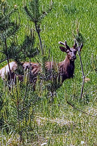 DNR seeks reports of bull elk from Menominee County June 16, 2020