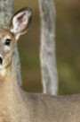 Apply for an antlerless deer hunting license in Michigan now through August 15 2020