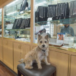 Elvis will show you around the shop!