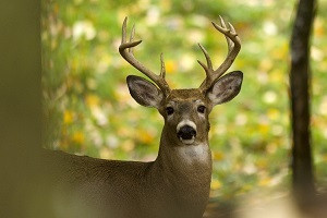 Firearm deer hunting begins Nov. 15 2020