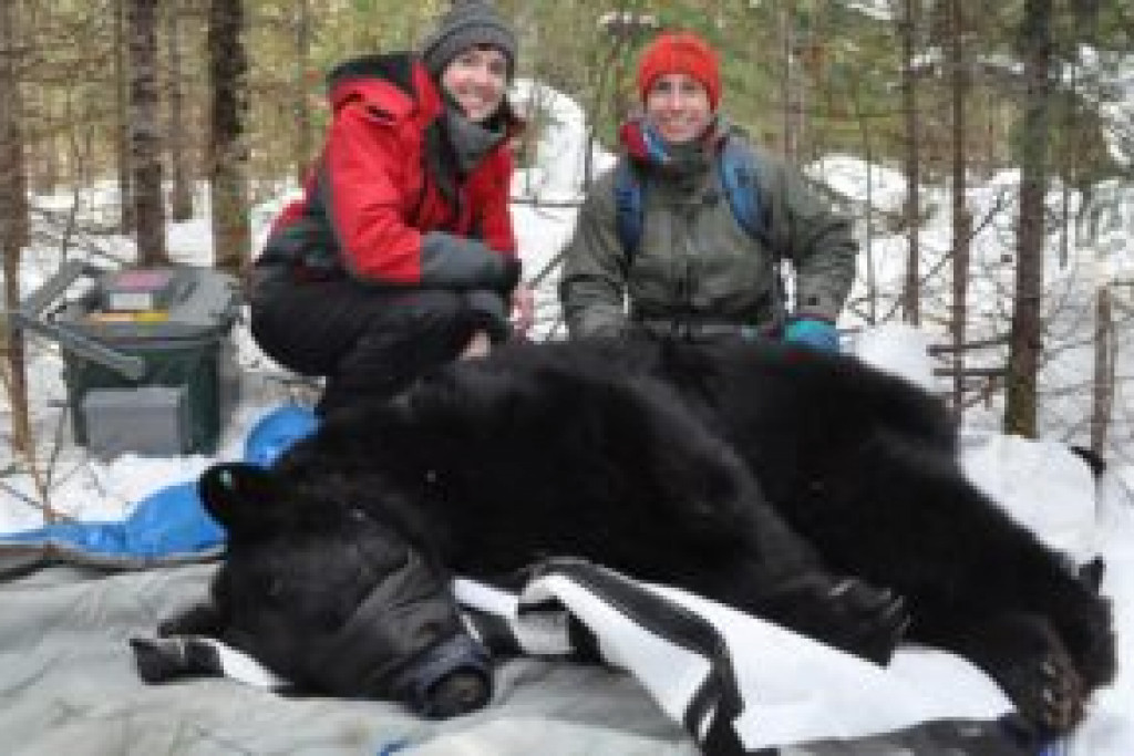 NMU Scientists Publish U.P. Bear Research December 3, 2020