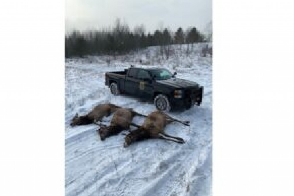 Three northern Michigan men arraigned in 2019 Pigeon River Country elk poaching case January 25, 2021