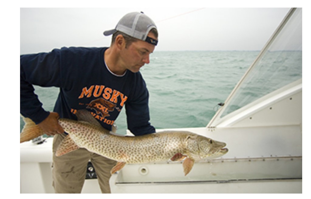 Michigan DNR asks anglers to share details of muskellunge fishing trips June 3, 2022